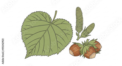 Hazelnuts with green leaf and catkins on white background illustrating natural food ingredients