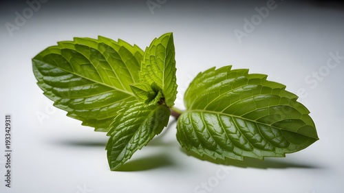 Fresh green mint leaves on white background
