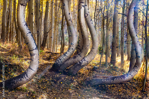 curvy tree