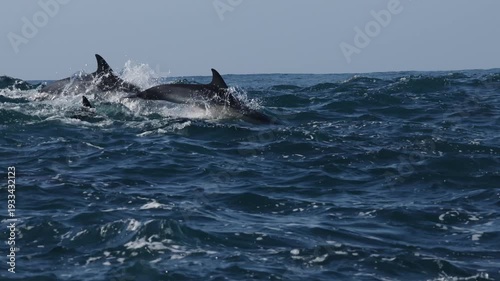 Powerful sardine run action on the Wild Coast of South Africa, filmed from water level as ocean waves surround hundreds of dolphins leaping, swimming and hunting sardines in dramatic marine wildlife