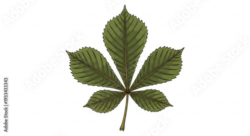 Detailed illustration of a green maple leaf with serrated edges on a white background