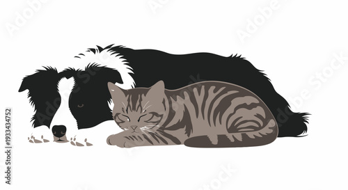Border Collie dog and tabby cat isolated, adorable pets lying down together on transparent background. vector flat 