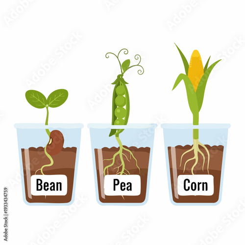Bean Pea and Corn Plants Growing in Transparent Cups.