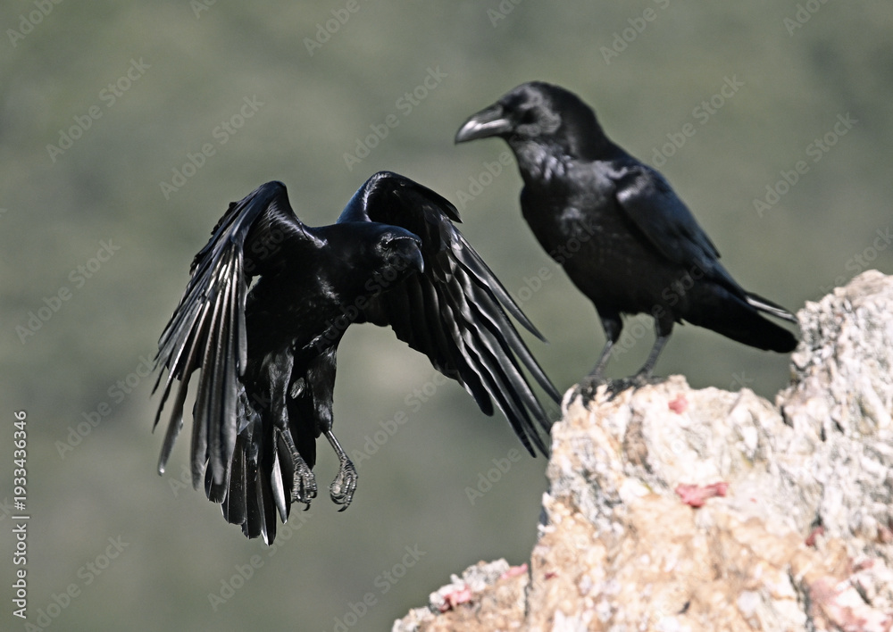 Fototapeta premium a huge black crow perched on a rock