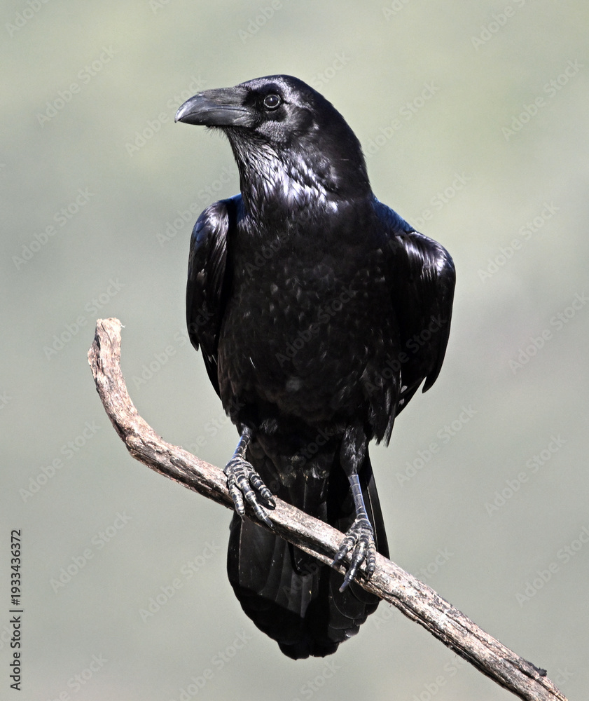 Fototapeta premium a huge black crow perched on a rock