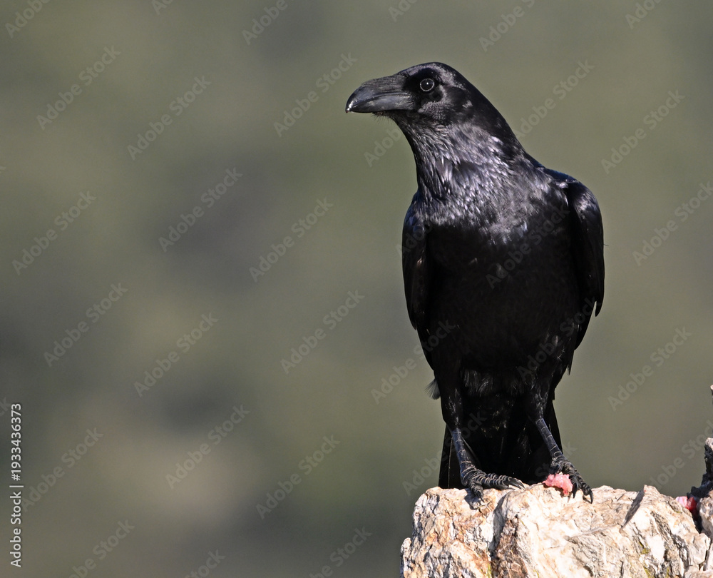 Fototapeta premium a huge black crow perched on a rock