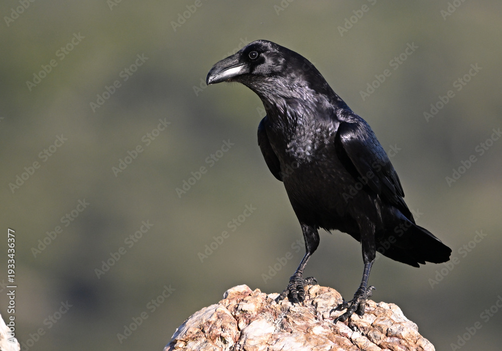 Fototapeta premium a huge black crow perched on a rock