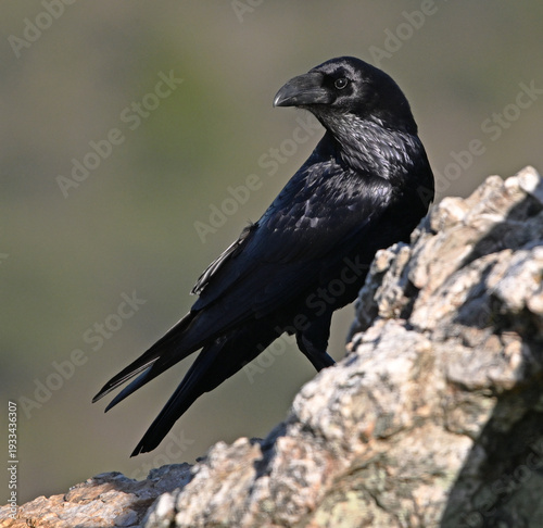 Canvastavla a huge black crow perched on a rock