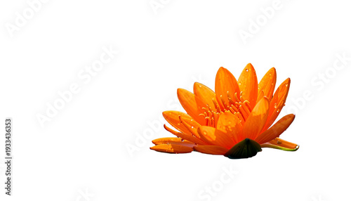 Isolated vibrant orange water lily flower against a stark black background, side view