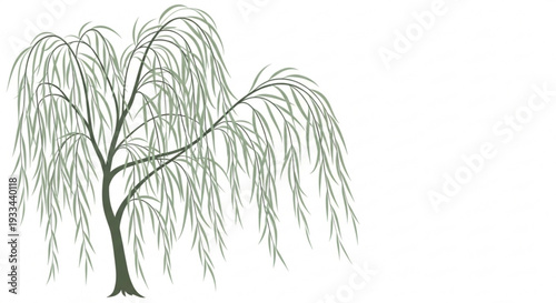 Weeping willow tree with long hanging branches and leaves on white background for nature and landscape designs