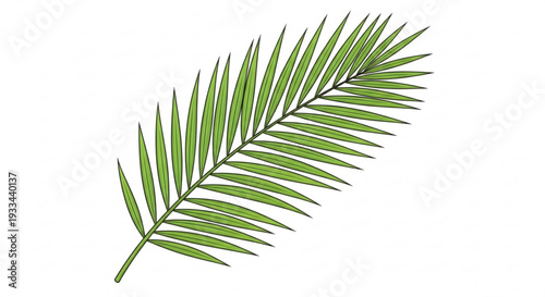 Vibrant green palm leaf isolated on white background symbolizing nature and tropical environments with lush foliage