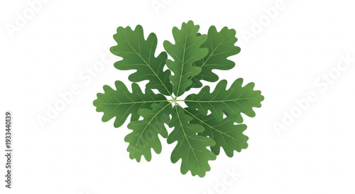Fresh green oak leaf isolated on white background symbolizing nature and ecology
