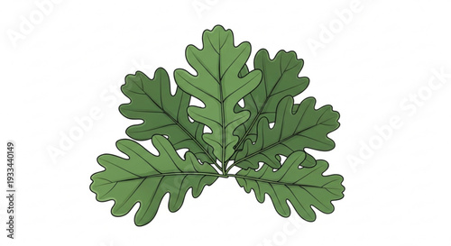 Detailed green oak leaves illustration with lobed edges and veins on a white background showcasing natural botanical design