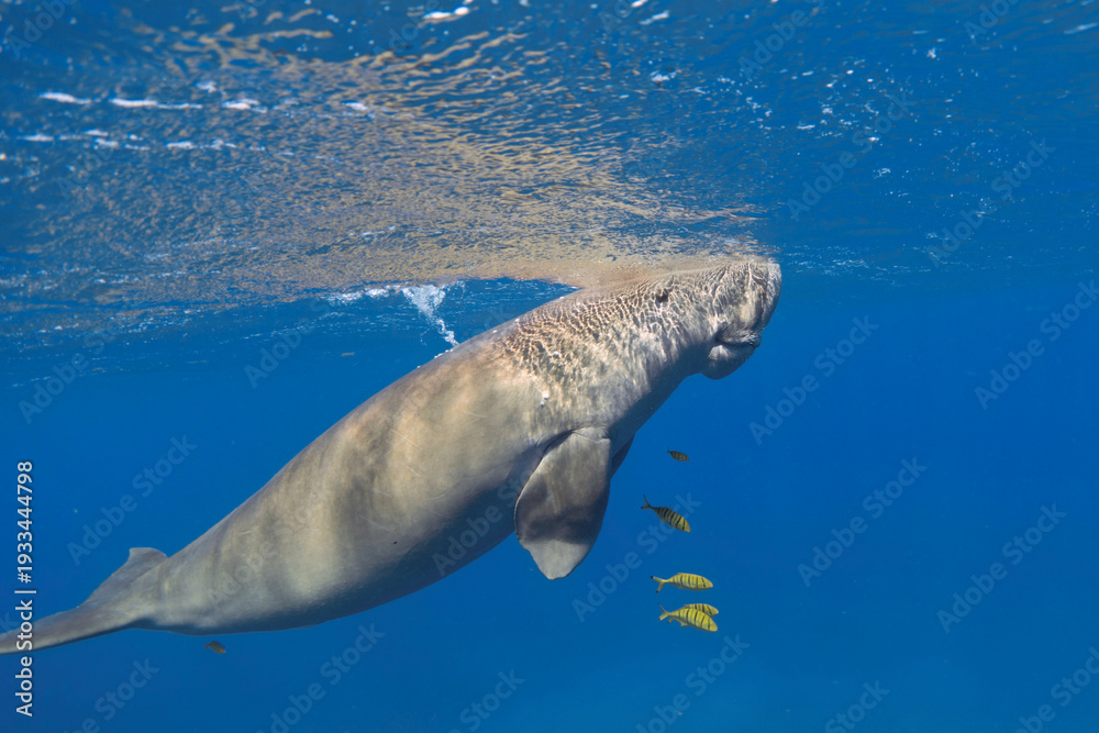 Fototapeta premium Air-breathing dugong (Dugong dugon) breathes. Sea cow underwater
