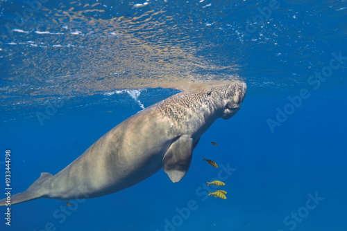 Air-breathing dugong (Dugong dugon) breathes. Sea cow underwater
