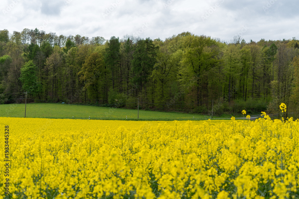 Obraz premium Yellow rapeseed field with forest background