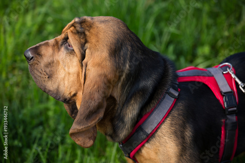 Tablou pe pânză Bloodhound Dog in Red Harness on Green Grass