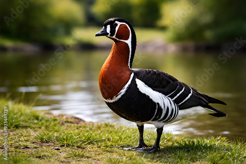 A beautiful red-breasted goose it lives in Europe and Asia