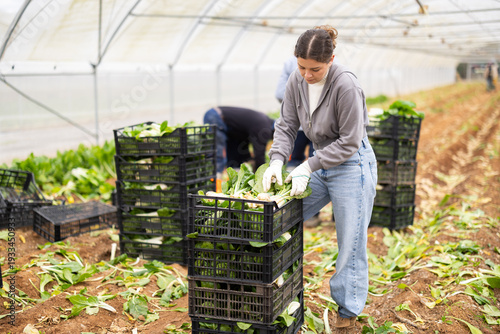 Focused young girl picking chard leaves with a group of diverse workers in background