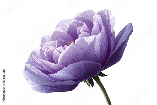 Blooming light purple flower showcasing detailed petals on a transparent background, depicting beauty and grace