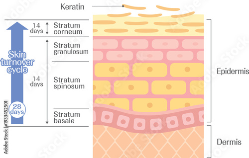Skin turnover process diagram showing epidermis layers and cell regeneration over 28 days, medical illustration