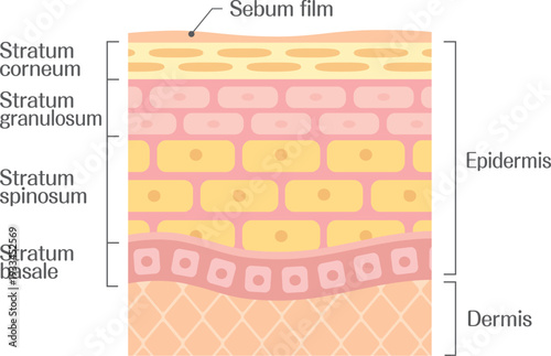 Skin structure diagram showing epidermis layers and dermis anatomy