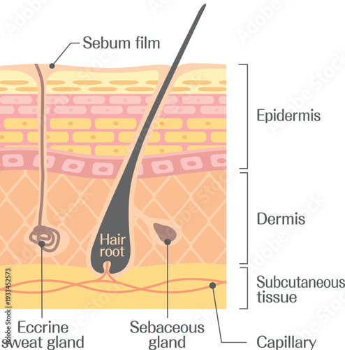 Skin anatomy diagram showing hair follicle, sebaceous gland, and sweat gland