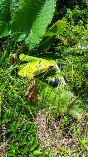 A passenger car is forgotten in the rainforest, rusting and overgrown with climbing bloom plants. Nature takes its toll back