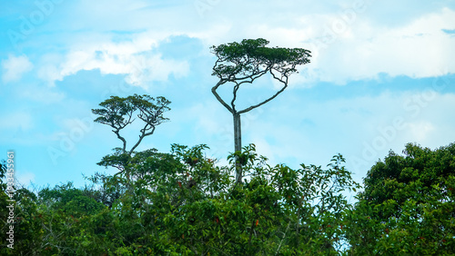 Canvas Print Young high-stemmed introduced Ceiba pentandra a sprawling crown trees on the isl