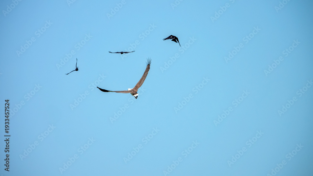 Fototapeta premium Adult White-bellied sea eagle (Icthyophaga leucogaster) conflict with birds with house crows (Corvus splendens). Malaysia