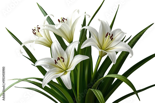 White lilies blooming with green leaves, depicting purity, peace, and natural beauty on a transparent background