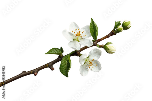 Spring cherry blossoms opening on a branch with green leaves and budding flowers, transparent background for design