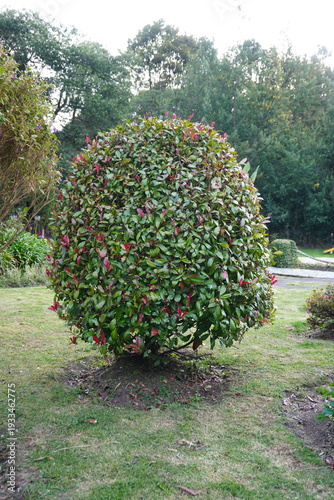 arbol de jardín podado