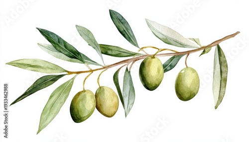 Wallpaper Mural Olive branch with green olives and lush leaves showcasing nature's beauty in a watercolor illustration style Torontodigital.ca