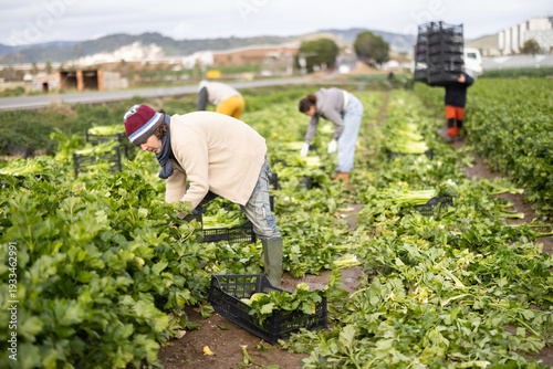 Fotografía Hired Caucasian man worker with team in field harvesting celery