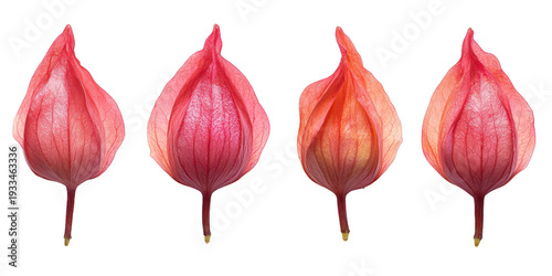 Four delicate pink lantern flowers with visible veins on transparent background transparent background