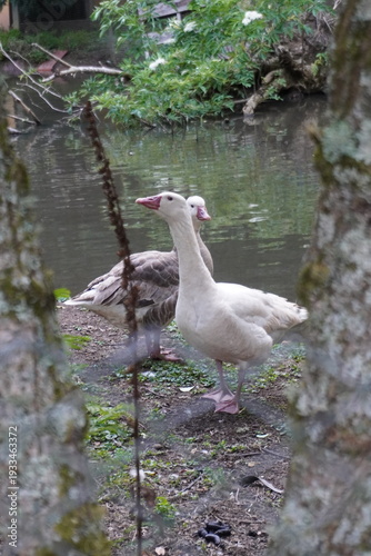 gansos en lago