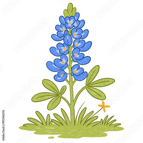 Texas bluebonnet wildflower botanical illustration in childlike hand drawn style