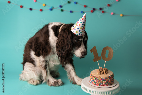 Obraz na płótnie Dog celebrating his 10th birthday with cake