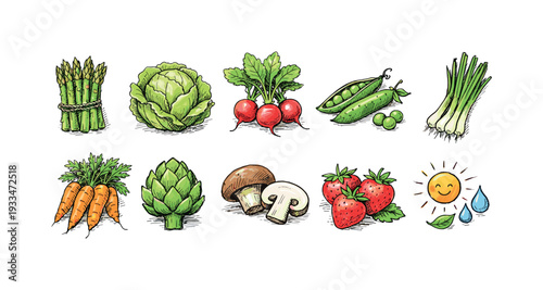Vegetable and fruit icon set: fresh harvest in hand-drawn style