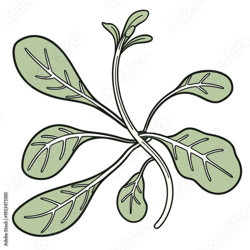 corn salad vector on white background