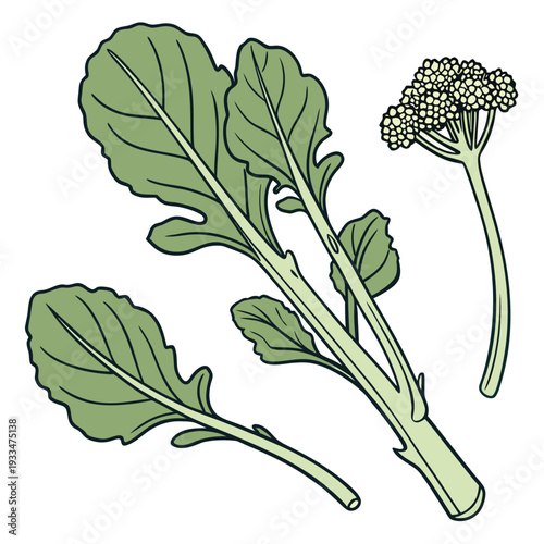 chinese broccoli