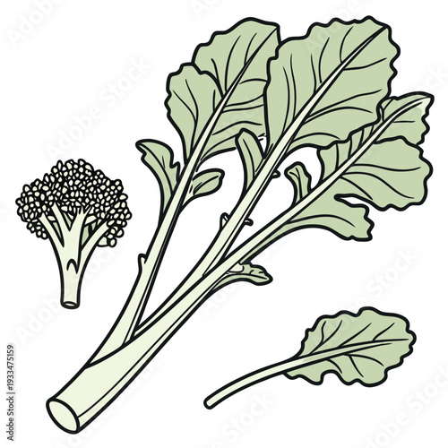 chinese broccoli vector on white