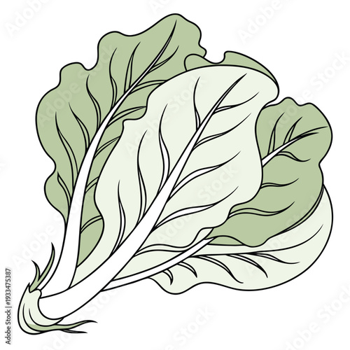 vector illsuatrtion of butterhead lettuce