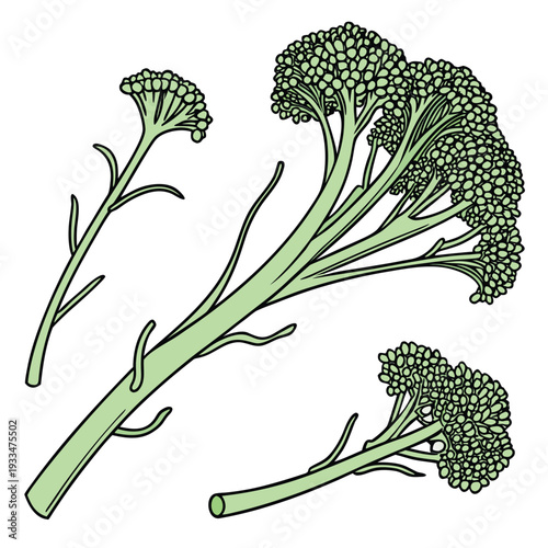 broccolini on white background