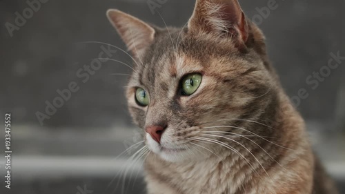 Video of gestures and attentive gaze of a domestic cat. Concept of domestic animals.