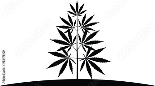 Detailed cannabis bush silhouette showing many leaves for botanical and pharmaceutical applications