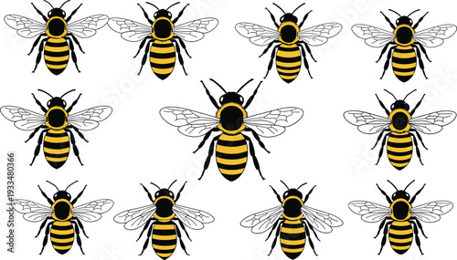 Honey bee collection vector illustration set with detailed flying bees isolated on white background realistic insect design elements