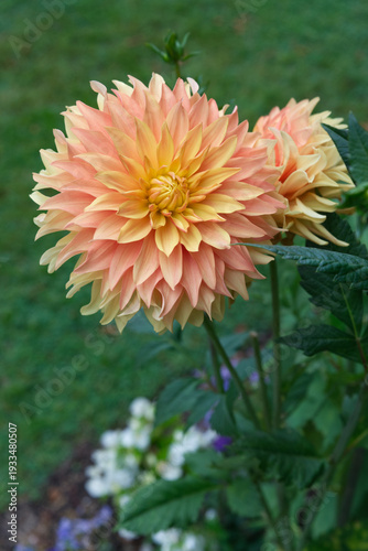 Semi-cactus Dahlia Salmon color
