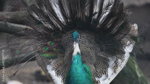 Male peacock spread and shake fully unfolded feathers of his tail, slow motion